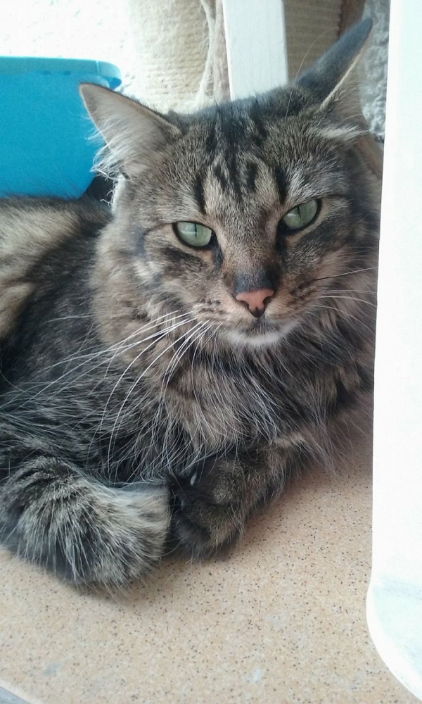 Míša