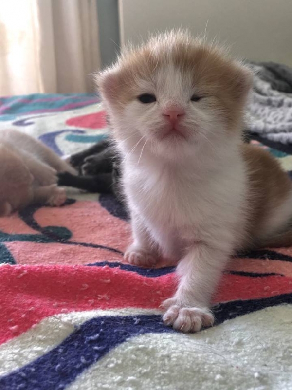 Bibi