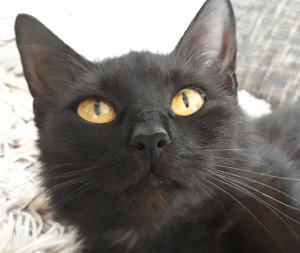 Luci