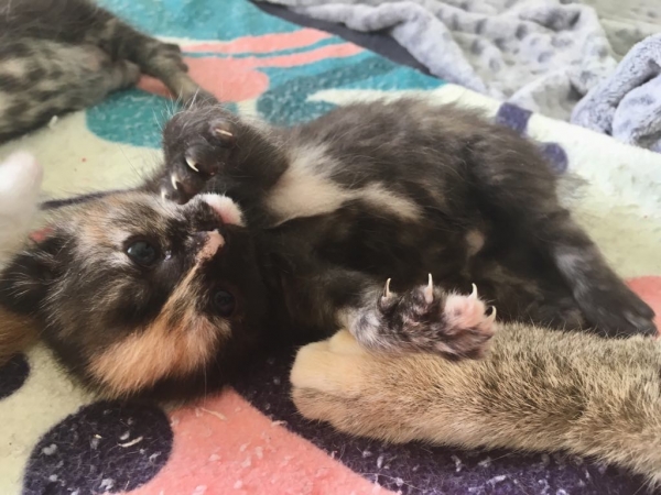 Pipi