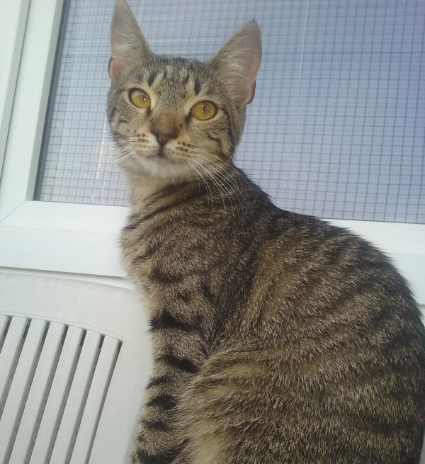Neytiri
