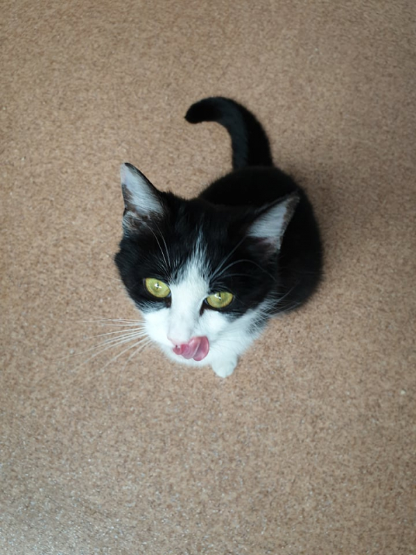 Katie - Image 6