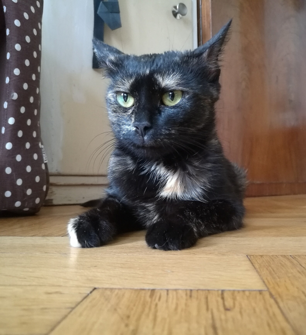 Klokánka