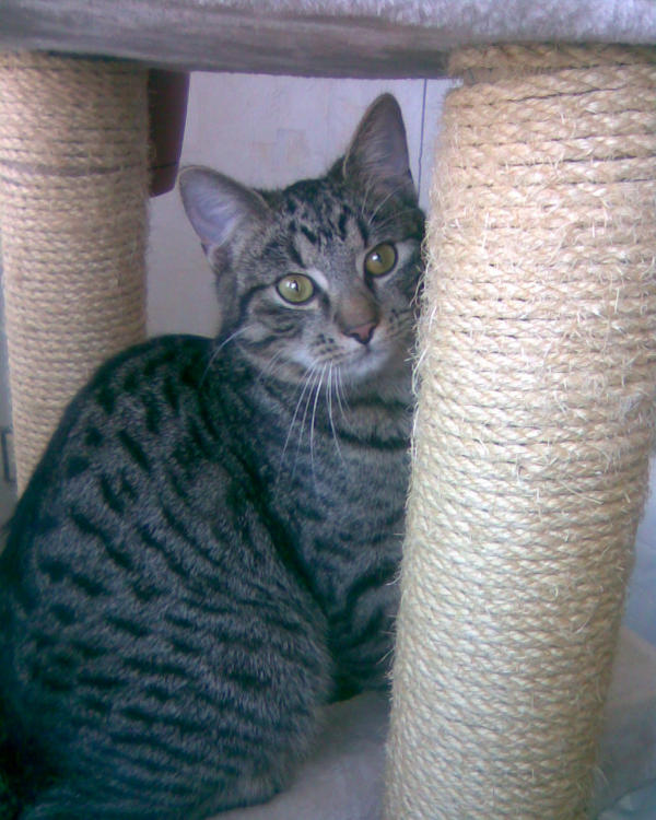 Charlie - Image 2