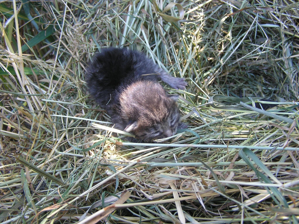 Dorotka - Image 3
