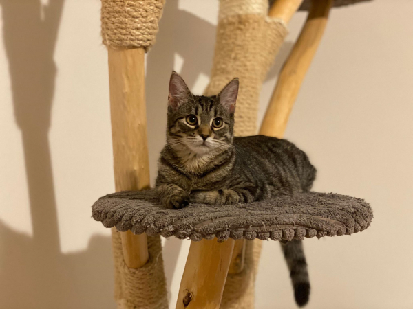 Dorotka