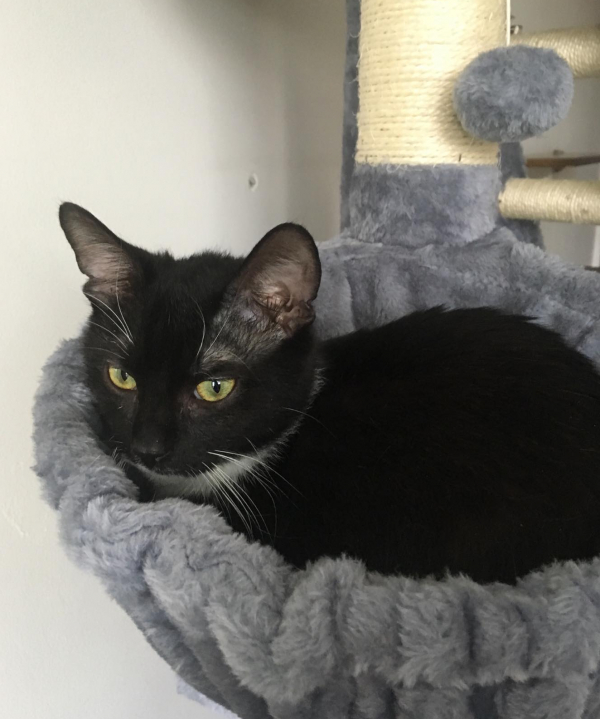 Pixel