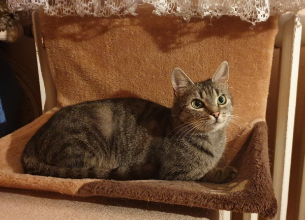 Shirley - Image 6