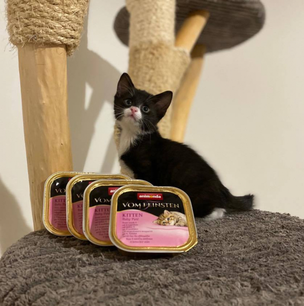 Phoebe