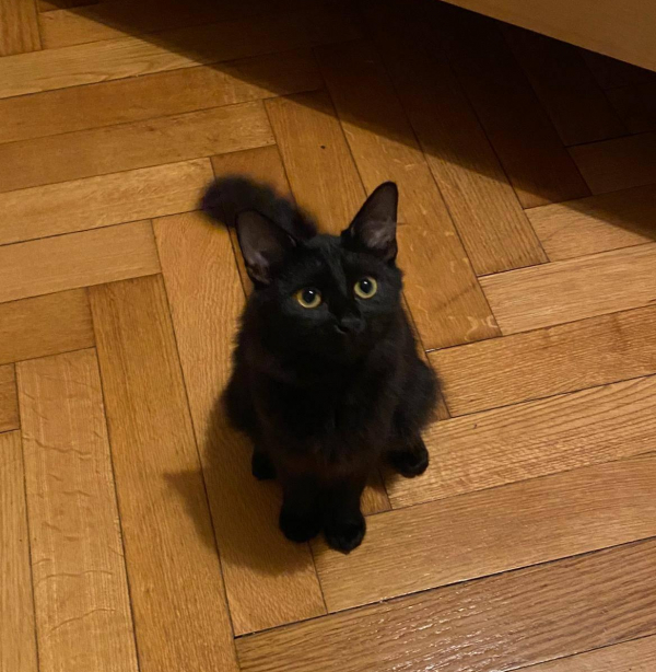 Lari