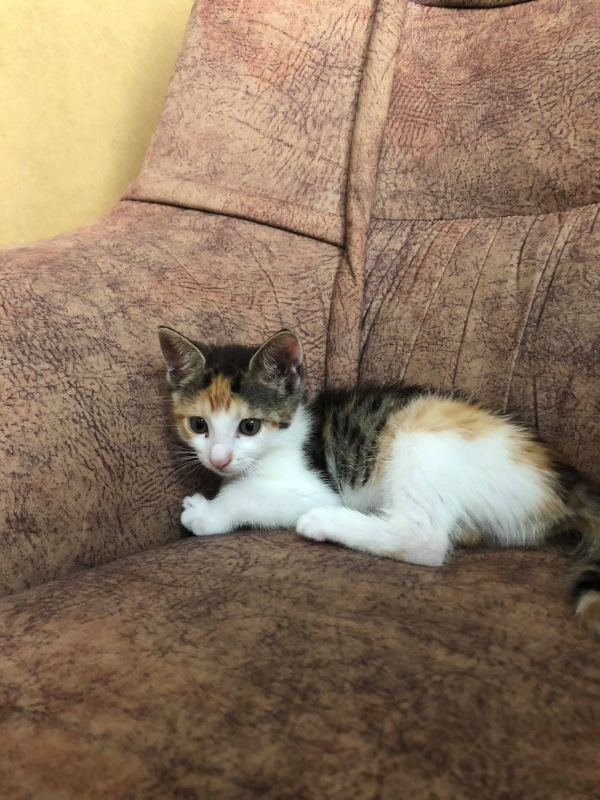 Mia - Image 2