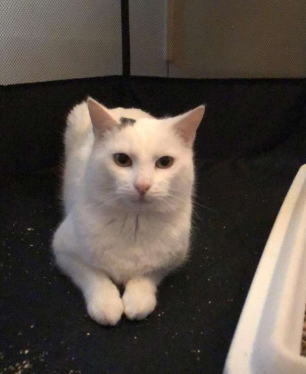 Angelo