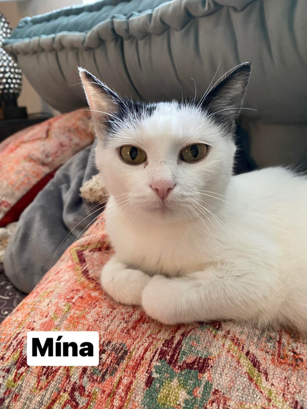 Mína
