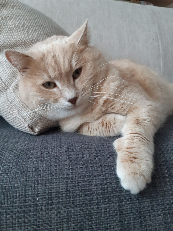 Goldie (Goldík)