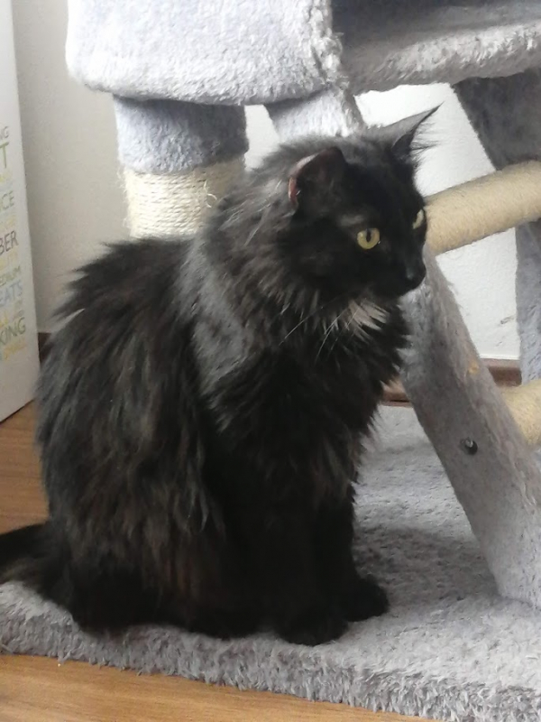Lenci (Lancelot) - Image 5