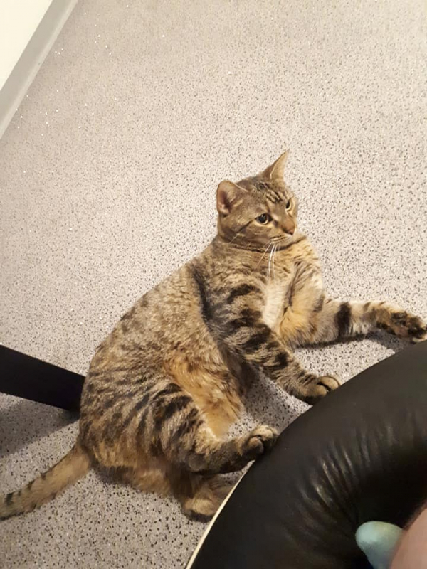 Peanut