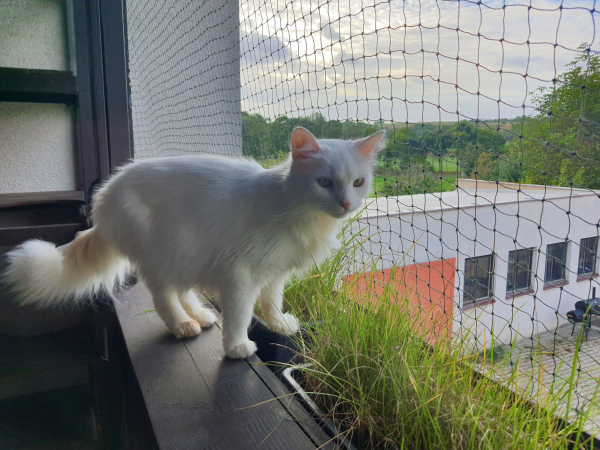 Mici Angora - Image 2