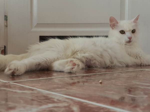 Mici Angora - Image 4