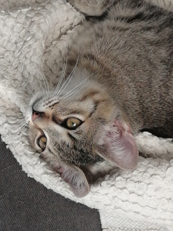 Oskar