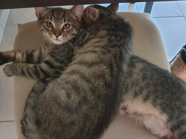 Magnus&Maximus - Image 2