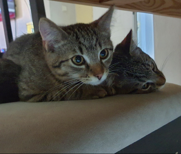 Magnus&Maximus