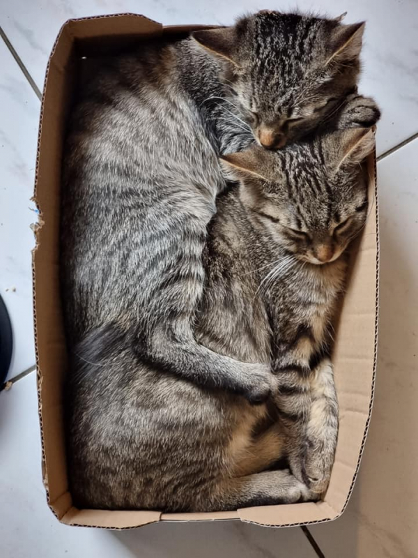 Magnus&Maximus - Image 3