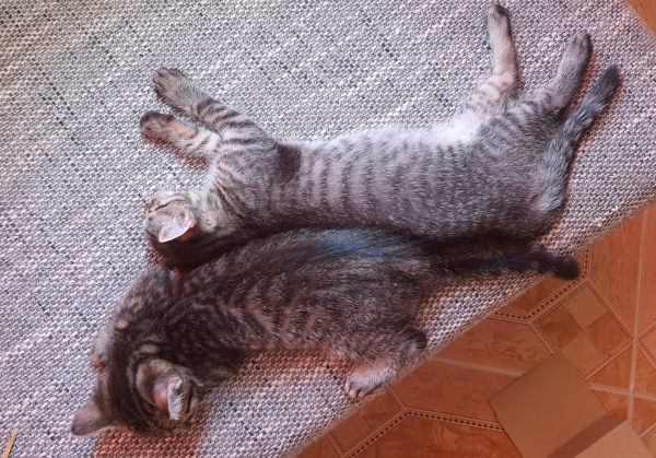 Magnus&Maximus - Image 4