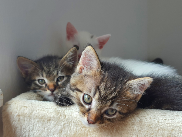 Magnus&Maximus - Image 5