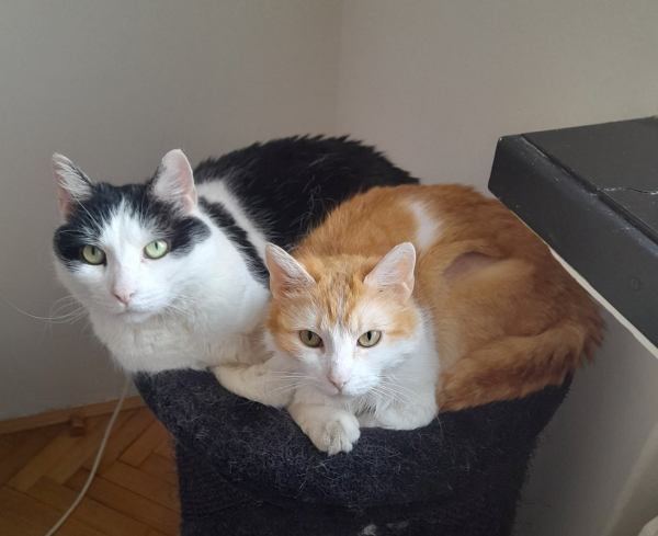 Ginger&Fred