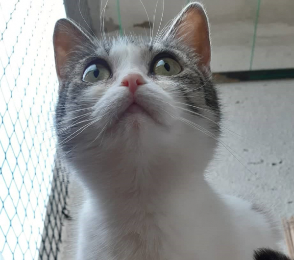 Kiki