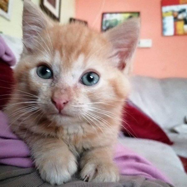 Beník