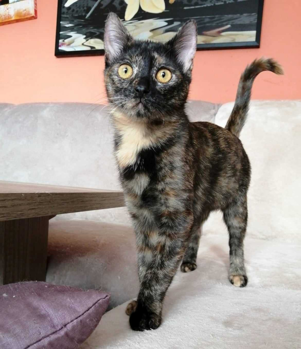 Bibi
