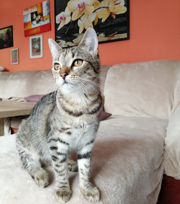 Bea