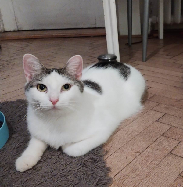Buřtík