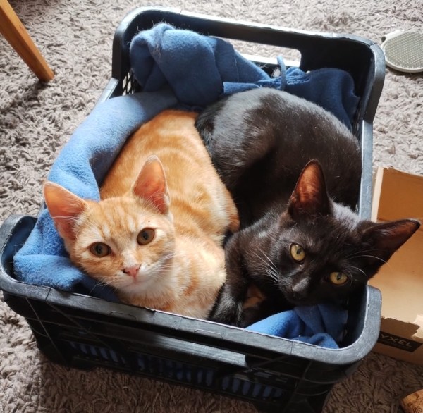 Paddy&Lou