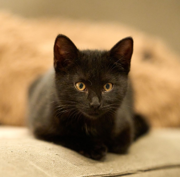 José