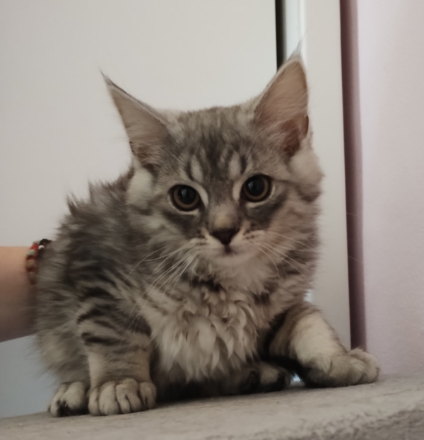 Billy