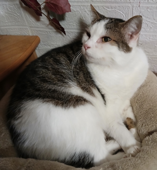 Bobeš