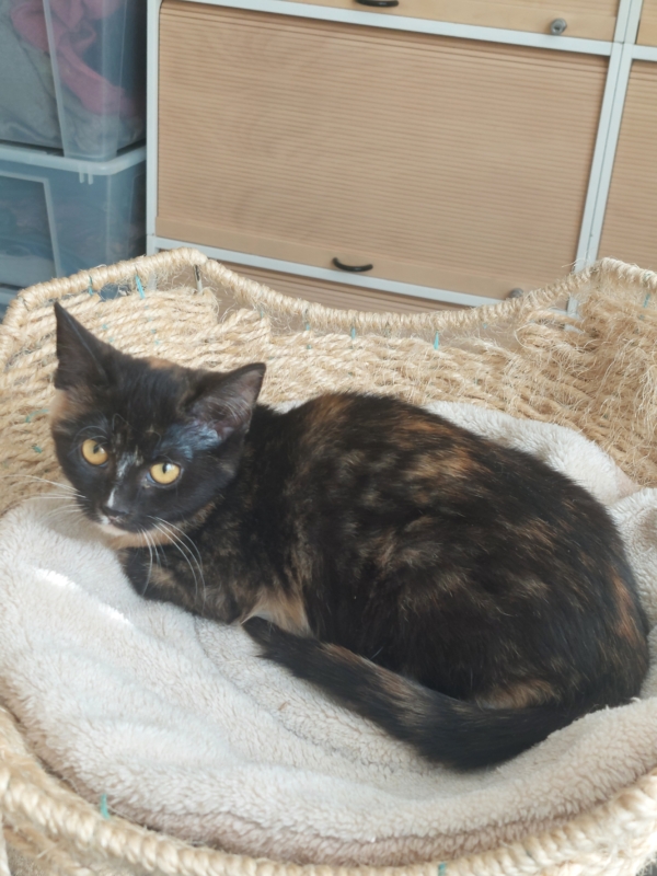 Molly - Image 2