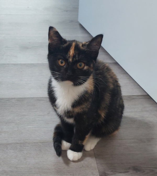 Amélie