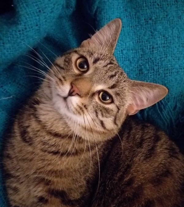 Baileys