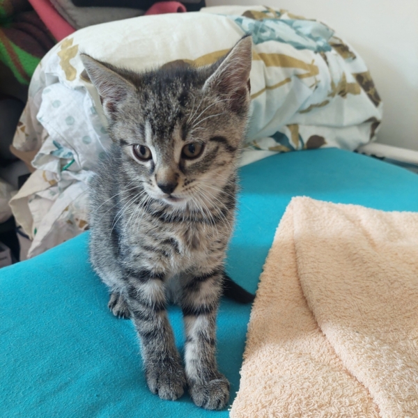 Gigi