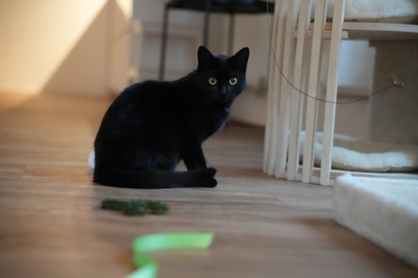 Freya - Image 3