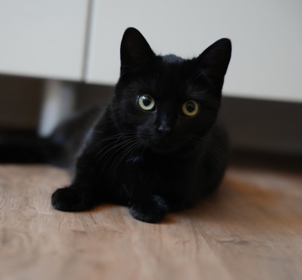 Freya
