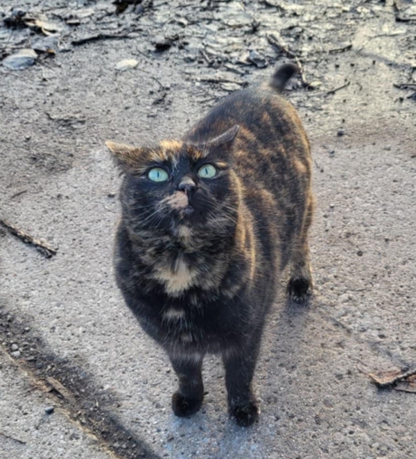 Fifinka