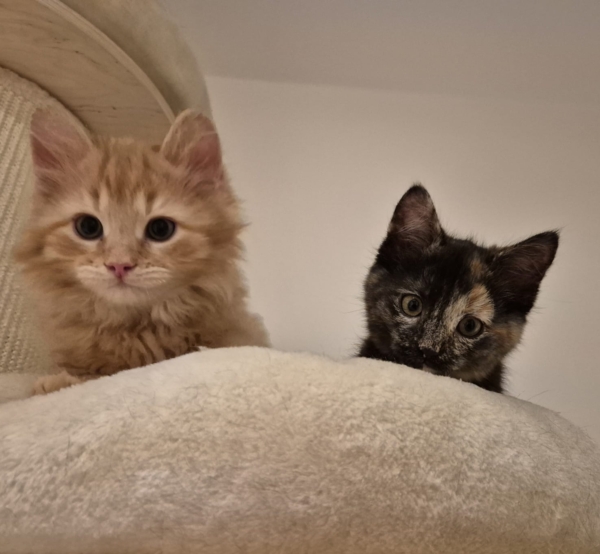 Žanetka&Felix
