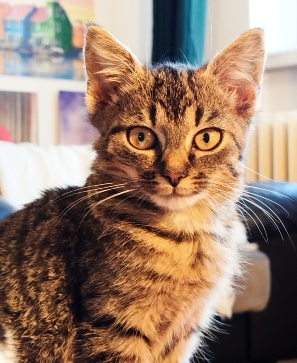 Pipa
