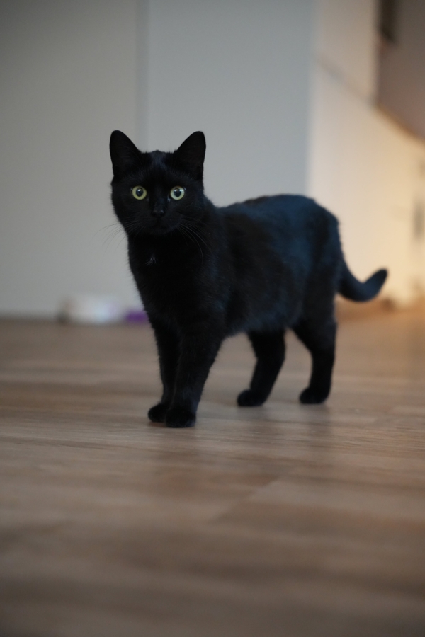 Freya - Image 2