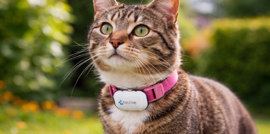 Kočka s GPS lokátorem