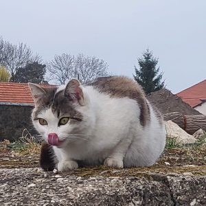 Micinka